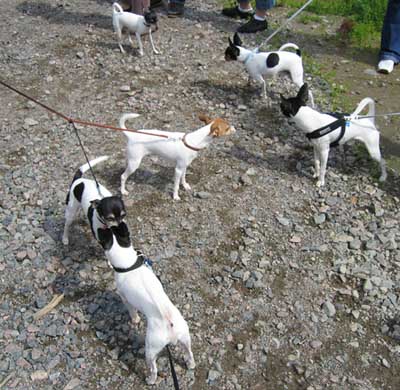 amerikank&auml;&auml;pi&ouml;terrieri